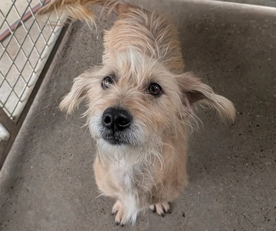 briska, female 3yo Mixed Breed for adoption at SPA Laon, Laon