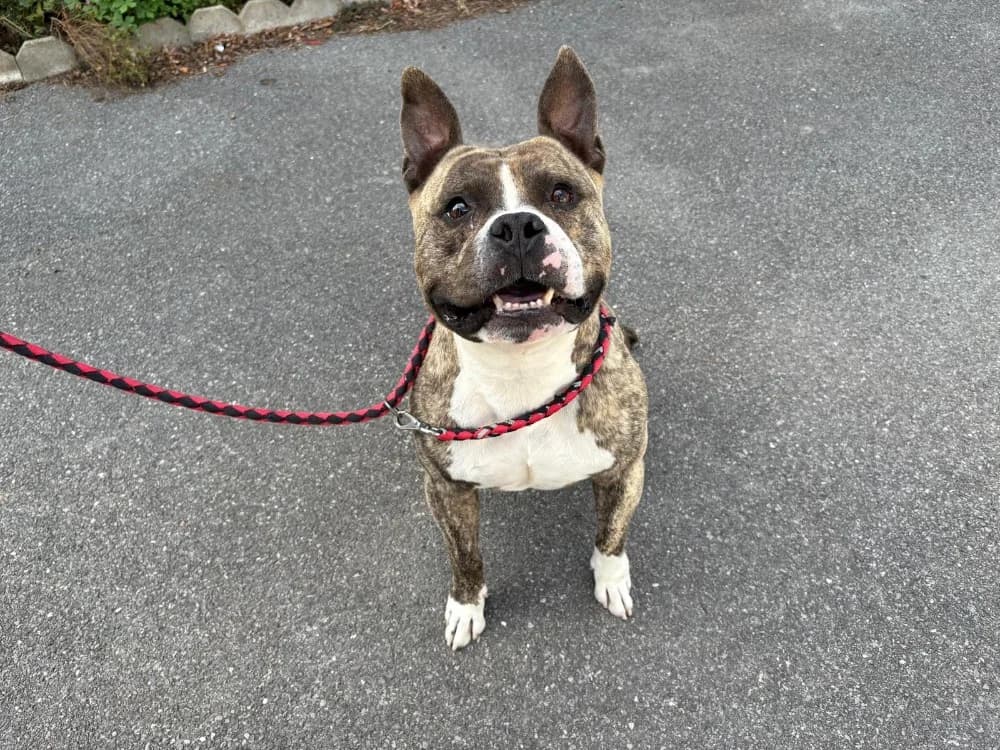tyson, male 6yo Mixed Breed for adoption at SPA Laon, Laon