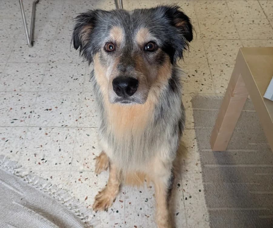 DOLY, male young Border Collie for adoption at SPA Laon, Laon