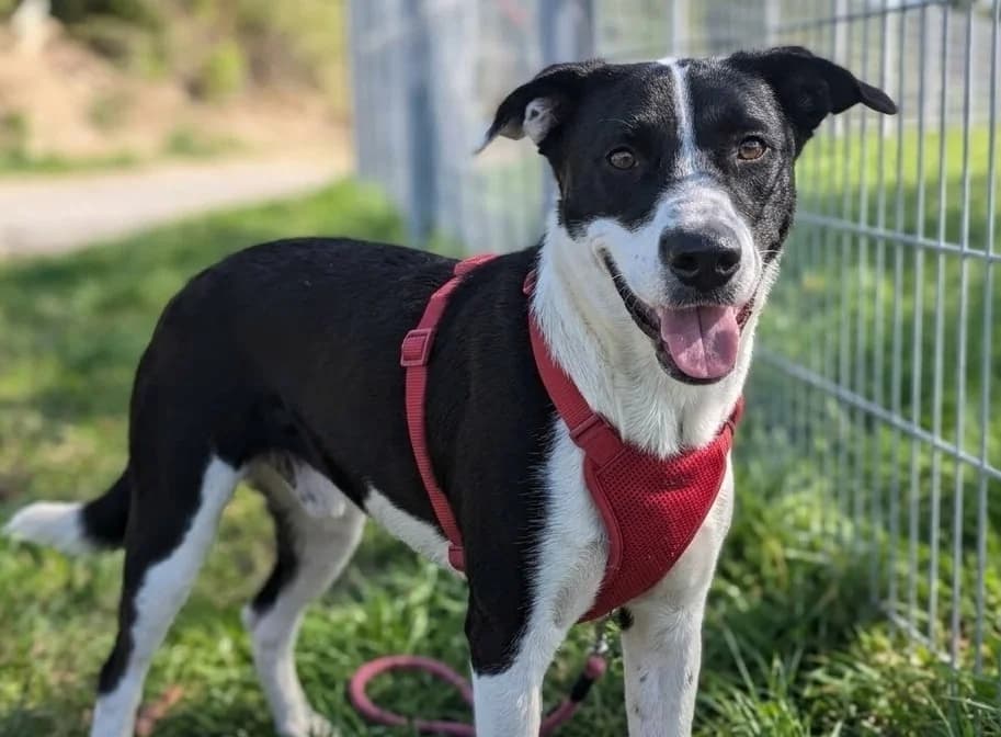appy, male young Mixed Breed for adoption at SPA Laon, Laon