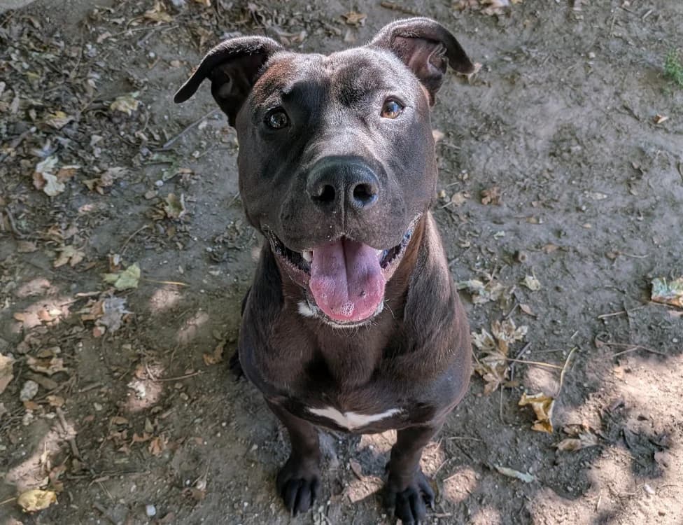 DIESEL, male 5yo Mixed Breed for adoption at SPA Laon, Laon