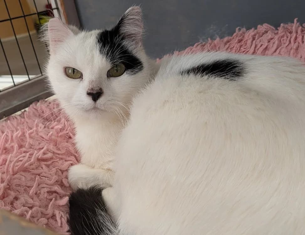 MANILLE, female 7yo mixed breed for adoption at SPA Laon, Laon