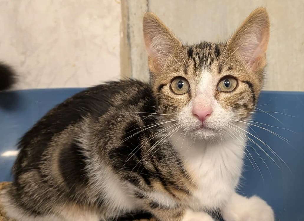 AMBER, female Mixed Breed for adoption at SPA Laon, Laon