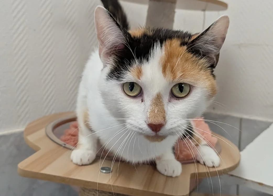 YUHEY, female young Mixed Breed for adoption at SPA Laon, Laon
