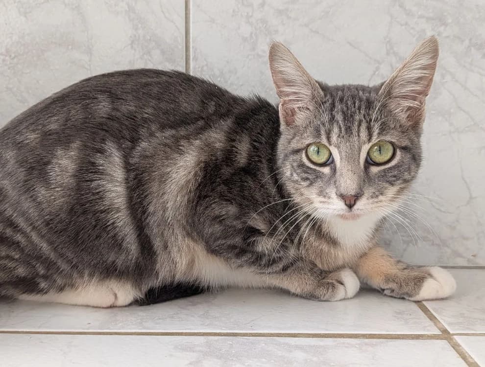 JOLIAS, female young Mixed Breed for adoption at SPA Laon, Laon