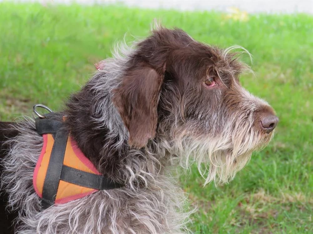 GEORGE, Mixed Breed (SPA Le Mans (Yvré-L'Évêque))