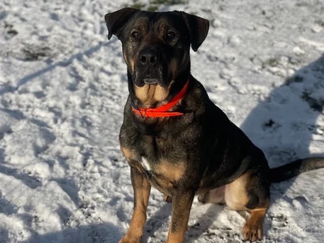 CHAMALLOW, male 6yo mixed breed for adoption at SPA Inzinzac-Lochrist, Inzinzac