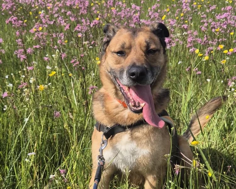 DARYL, male Mixed Breed for adoption at SPA Le Mans (Yvré-L'Évêque)