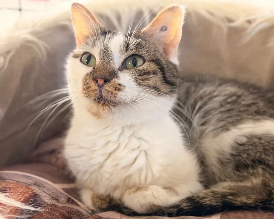 YONA, female 3yo mixed breed for adoption at SPA Le Mans (Yvré-L'Évêque)