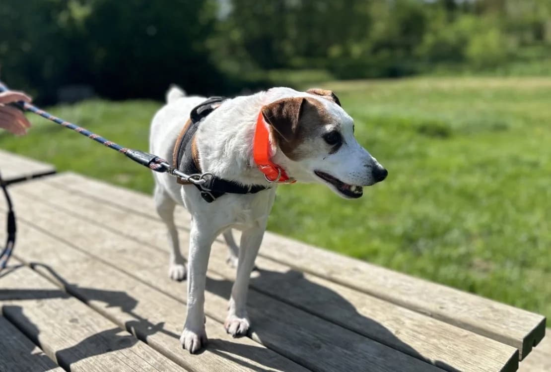 ISARD, male mixed breed for adoption at SPA Le Mans (Yvré-L'Évêque)