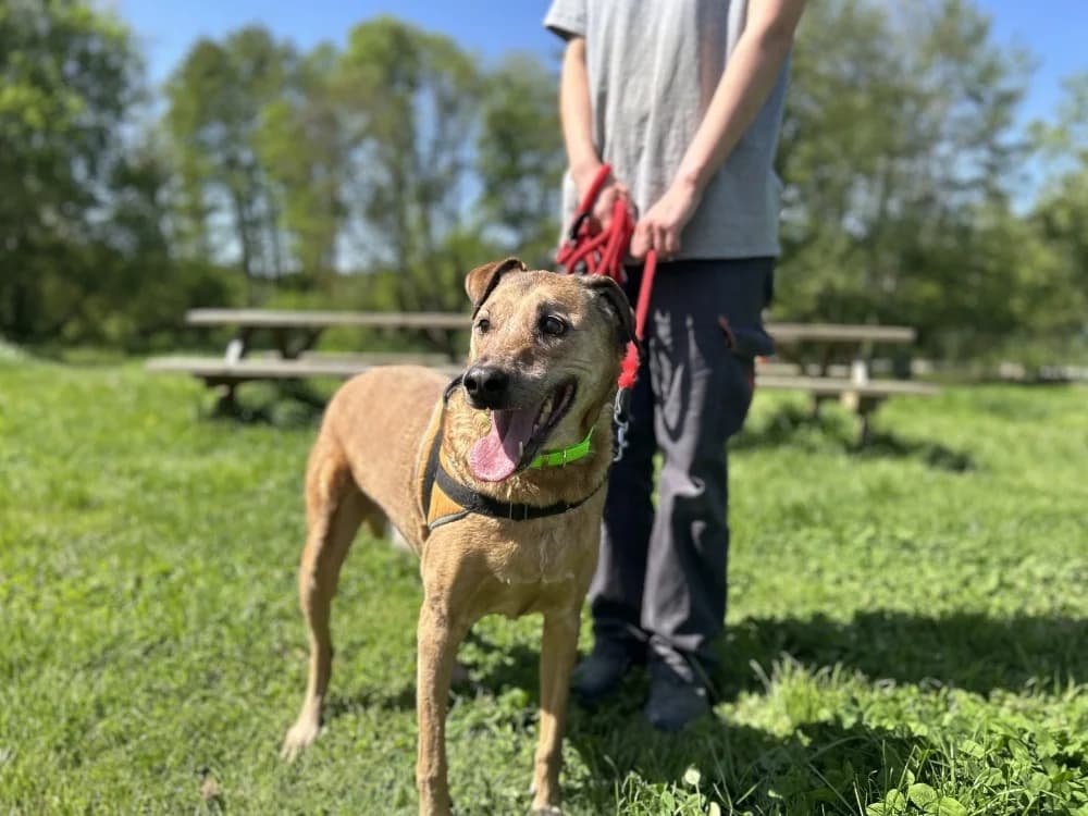 PEPPER CLAYTON, male senior Mixed Breed for adoption at SPA Le Mans (Yvré-L'Évêque)
