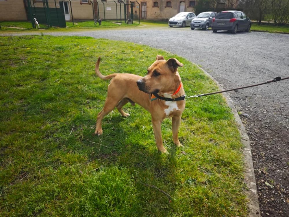BALOU, male 4yo mixed breed for adoption at SPA Le Mans (Yvré-L'Évêque)