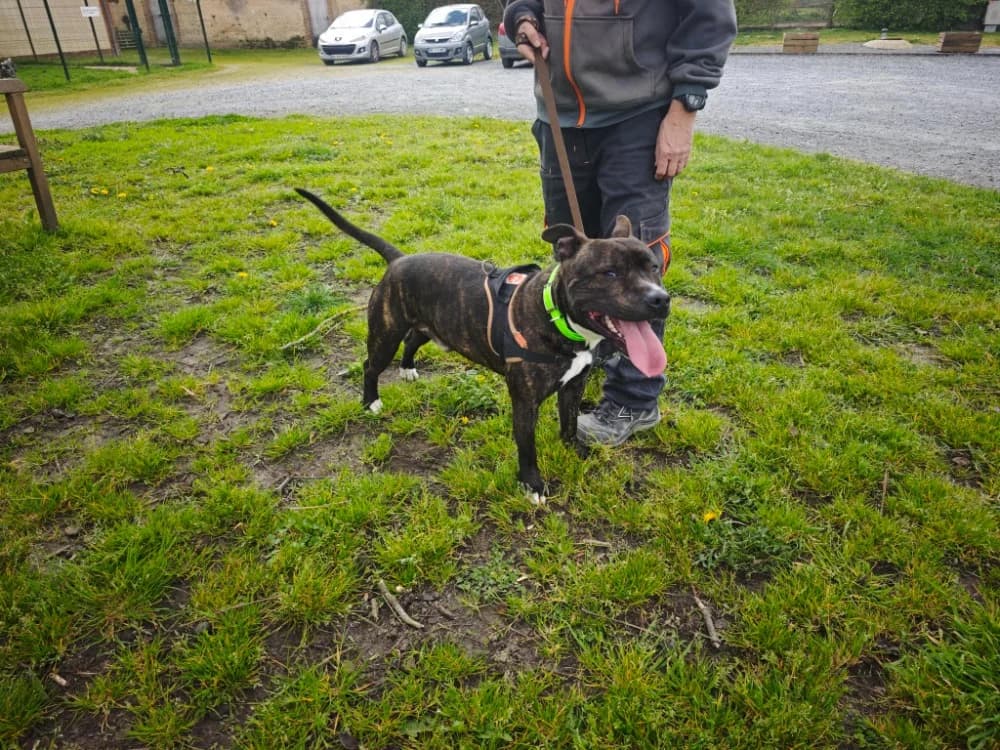 SNOOP, male young Staffordshire Bull Terrier for adoption at SPA Le Mans (Yvré-L'Évêque)