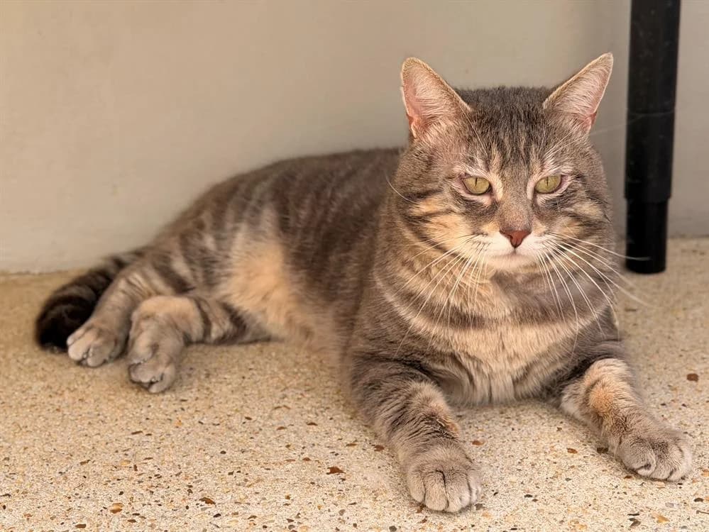 LUFFY, male mixed breed for adoption at SPA Le Mans (Yvré-L'Évêque)