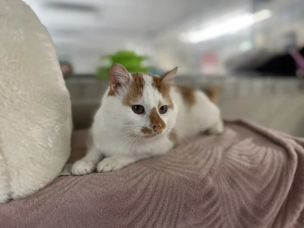 TURBO, male 3yo mixed breed for adoption at SPA Le Mans (Yvré-L'Évêque)