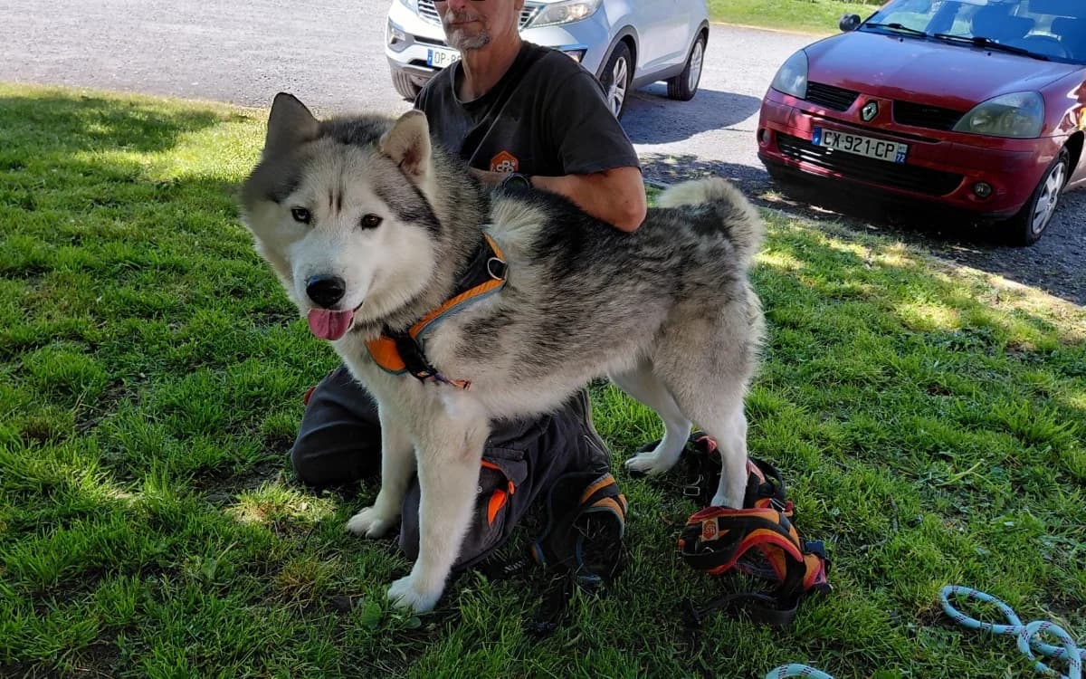 STONE, male 4yo Husky for adoption at SPA Le Mans (Yvré-L'Évêque)