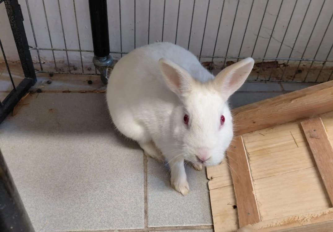 GAJARA, female young Mixed Breed for adoption at SPA Le Mans (Yvré-L'Évêque)
