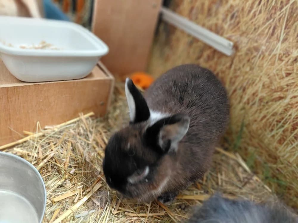 NINJIN, female 4yo Mixed Breed for adoption at SPA Le Mans (Yvré-L'Évêque)