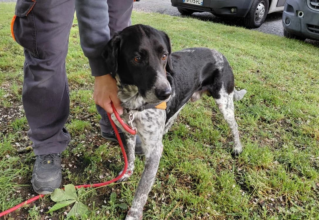 BEN HUR, male 7yo Pointer for adoption at SPA Le Mans (Yvré-L'Évêque)