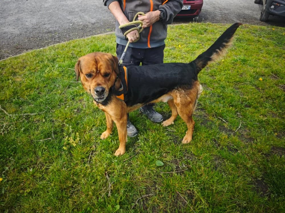 BADABOUM, male 3yo Labrador Retriever for adoption at SPA Le Mans (Yvré-L'Évêque)