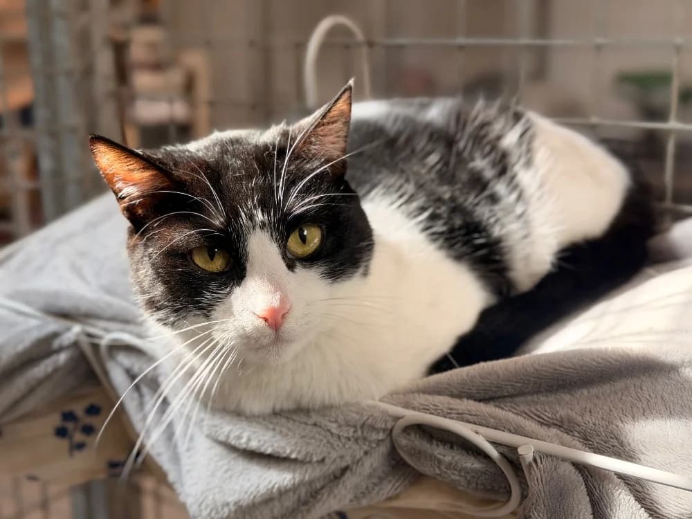 DIANA, female 3yo mixed breed for adoption at SPA Le Mans (Yvré-L'Évêque)