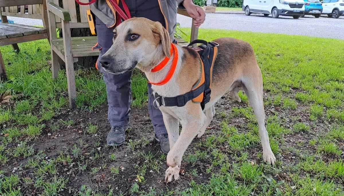CRAPULE, male 6yo mixed breed for adoption at SPA Le Mans (Yvré-L'Évêque)