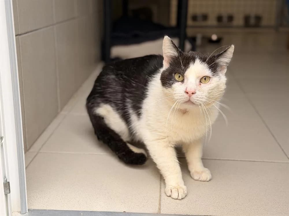 FRANKY, male 5yo Mixed Breed for adoption at SPA Le Mans (Yvré-L'Évêque)