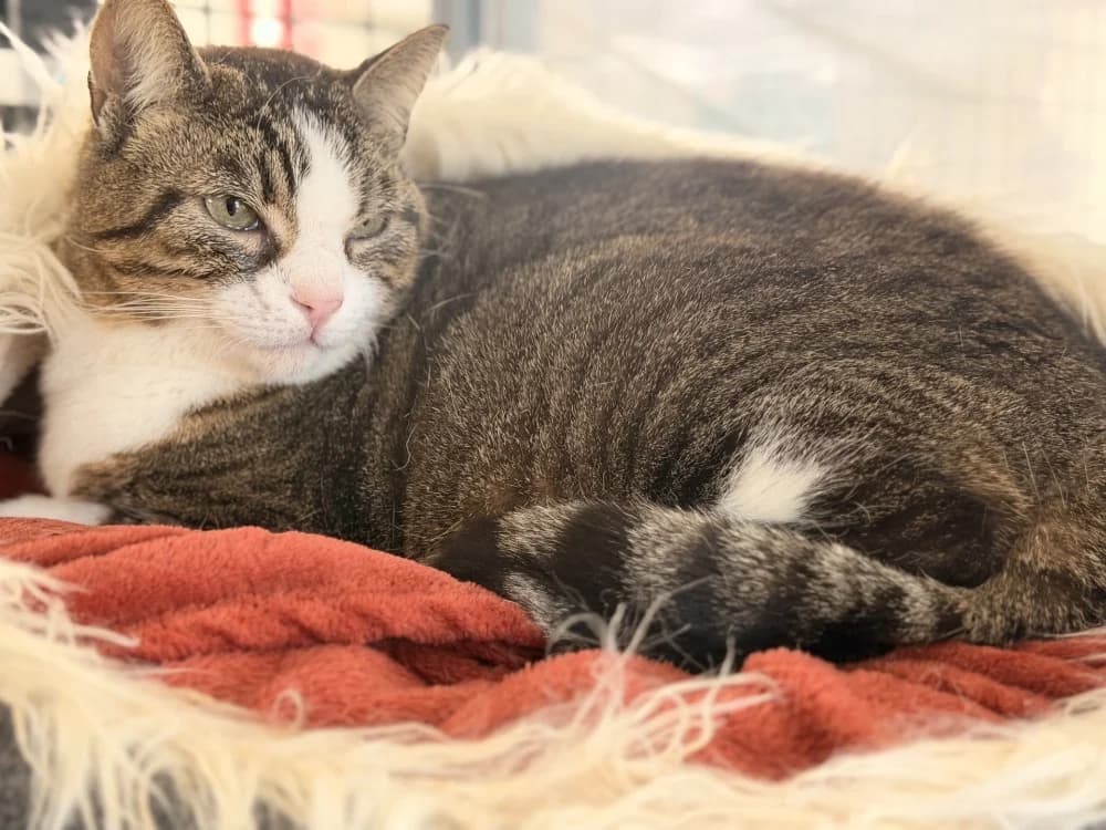 TITOU, male 6yo Mixed Breed for adoption at SPA Le Mans (Yvré-L'Évêque)