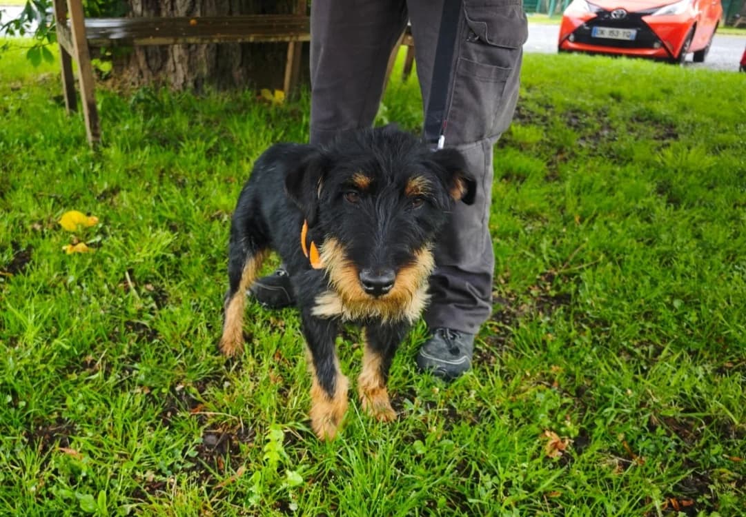 NYX, male young mixed breed for adoption at SPA Le Mans (Yvré-L'Évêque)