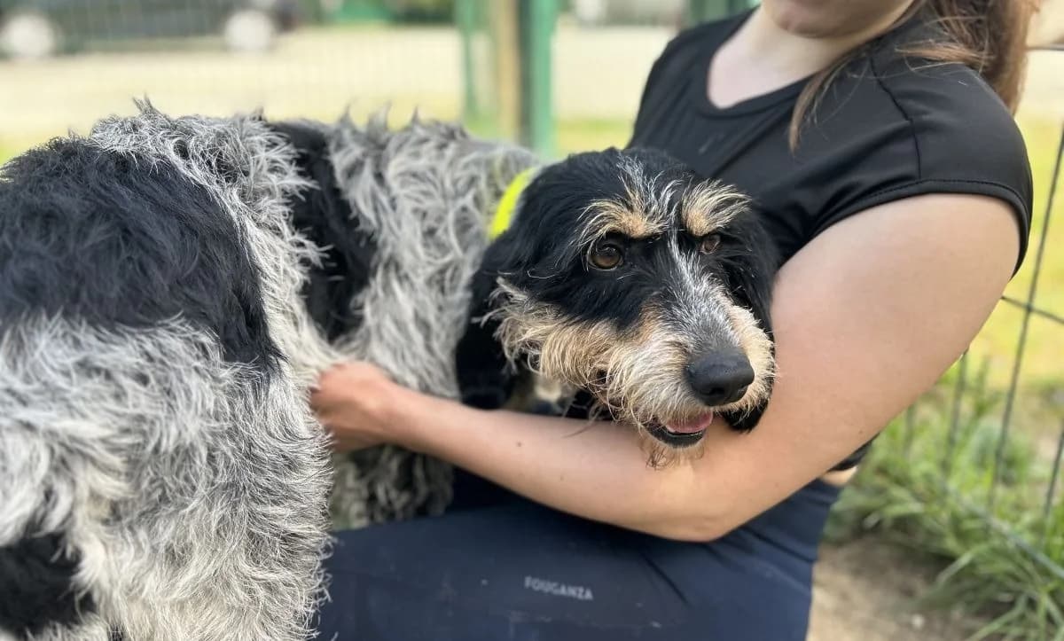 MARCEAU (réservé), male 3yo Mixed Breed for adoption at SPA Le Mans (Yvré-L'Évêque)