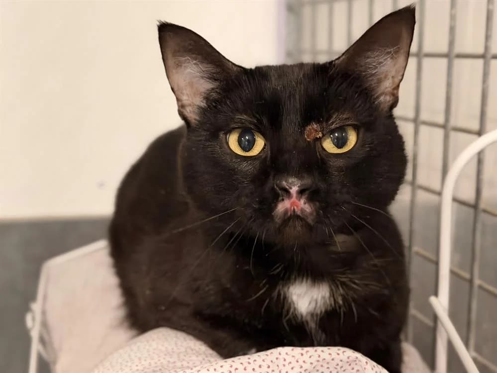 ABESSE, male 5yo Mixed Breed for adoption at SPA Le Mans (Yvré-L'Évêque)