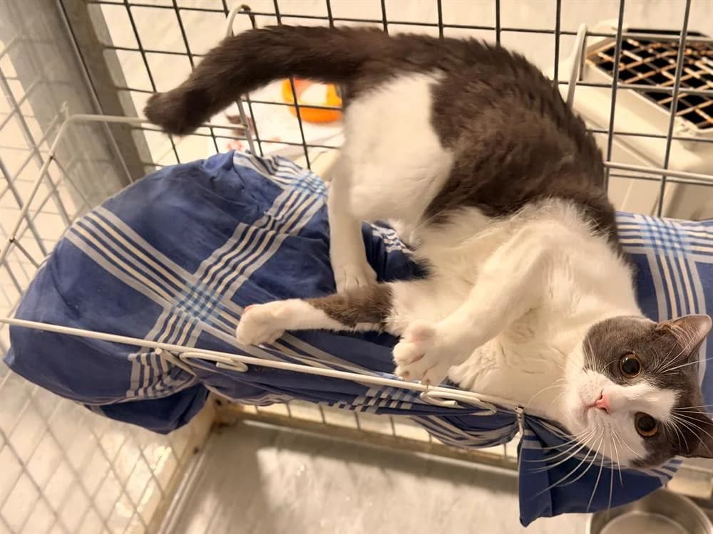 MENETIOS, male 3yo Mixed Breed for adoption at SPA Le Mans (Yvré-L'Évêque)