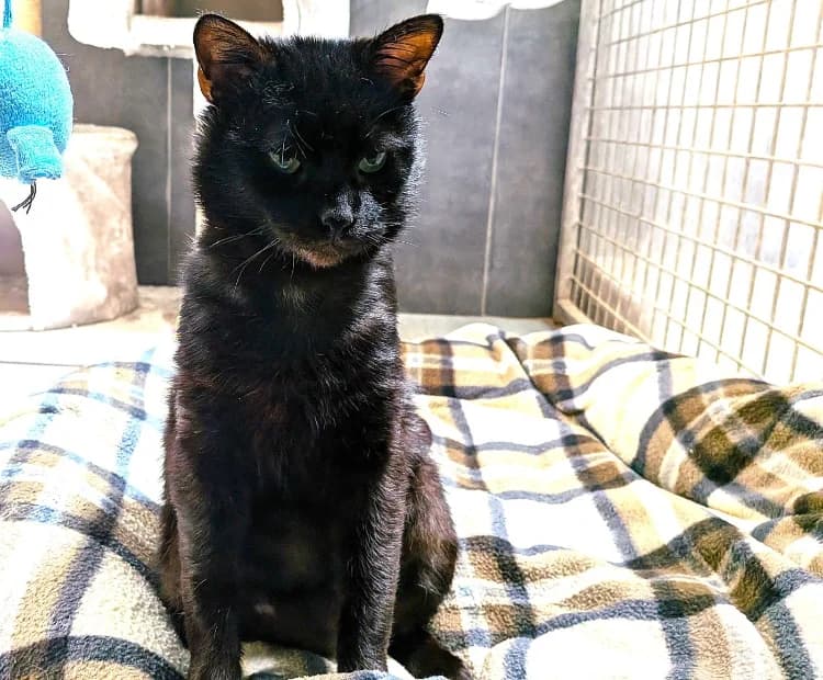 KODAMA, male 6yo Mixed Breed for adoption at SPA Le Mans (Yvré-L'Évêque)