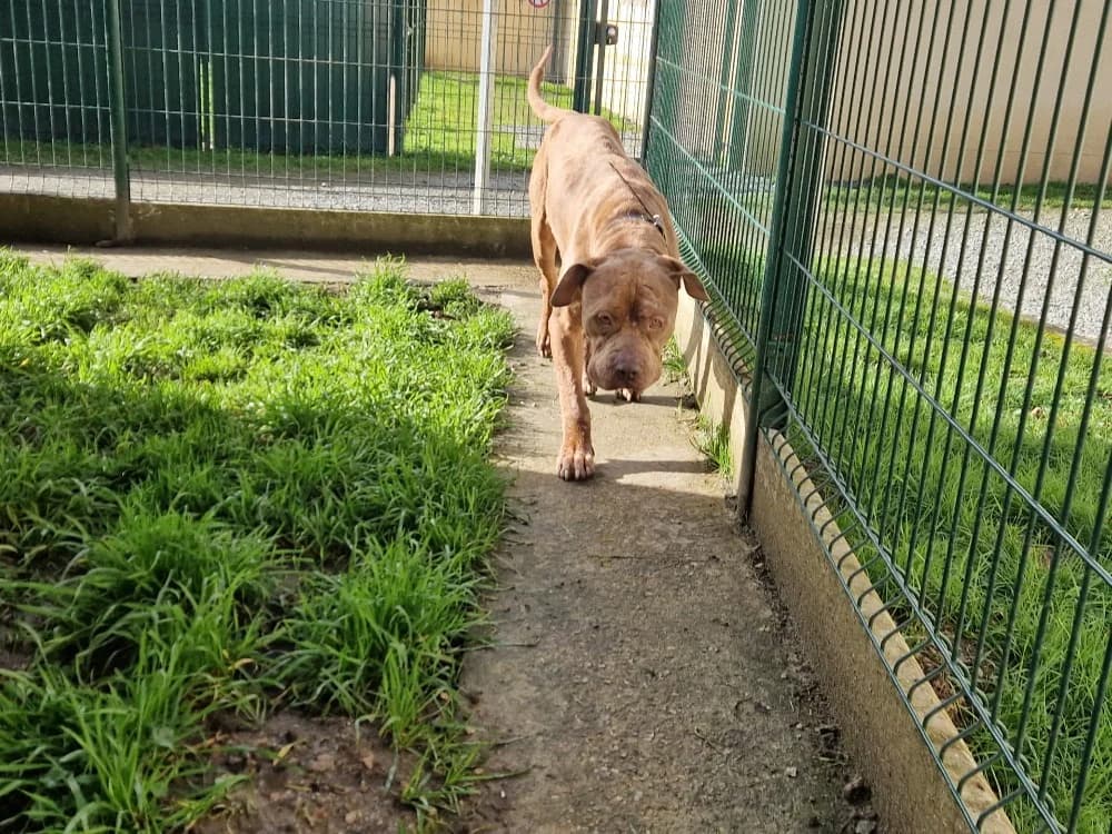 NANOS, male 4yo American Bully for adoption at SPA Le Mans (Yvré-L'Évêque)
