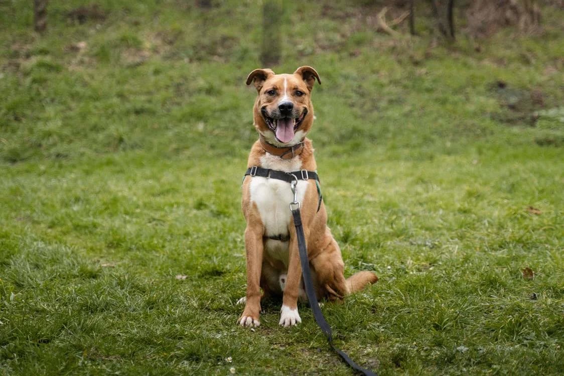 MINUS, male 7yo Labrador Retriever for adoption at SPA Le Mans (Yvré-L'Évêque)