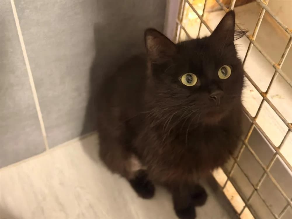 OUREA, female 3yo Mixed Breed for adoption at SPA Le Mans (Yvré-L'Évêque)
