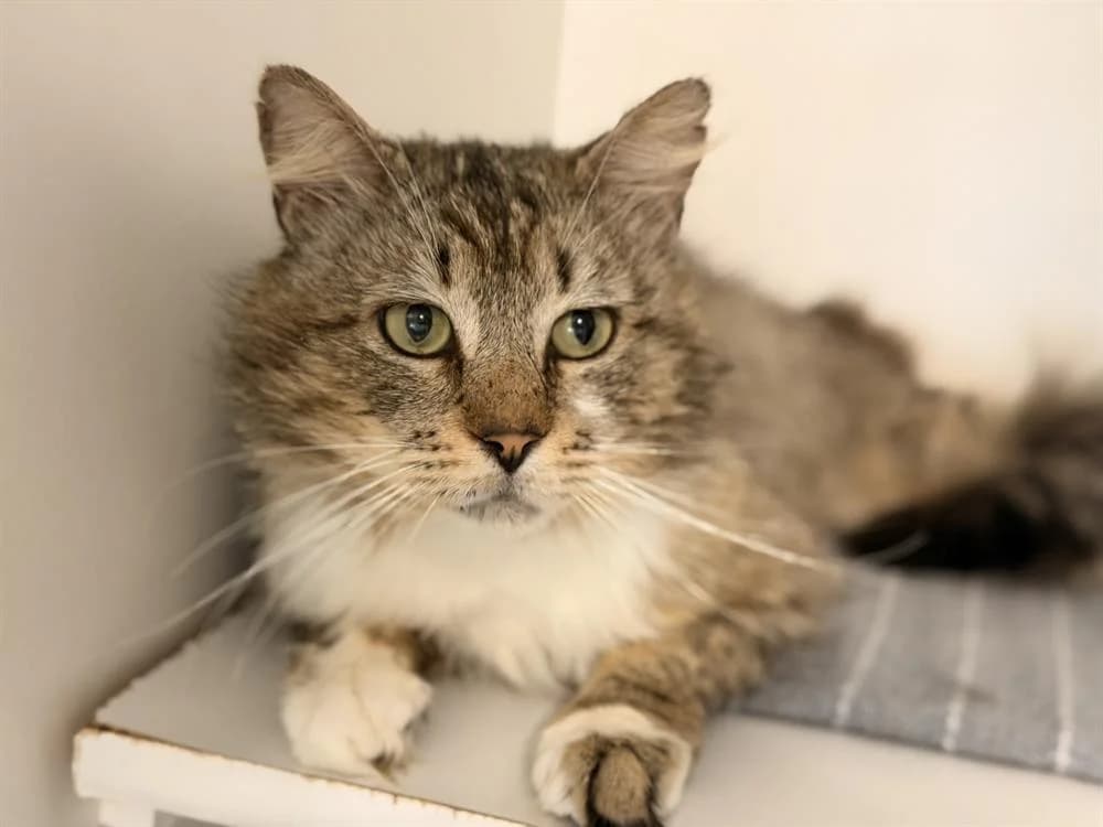 RICHARD, male 4yo Mixed Breed for adoption at SPA Le Mans (Yvré-L'Évêque)