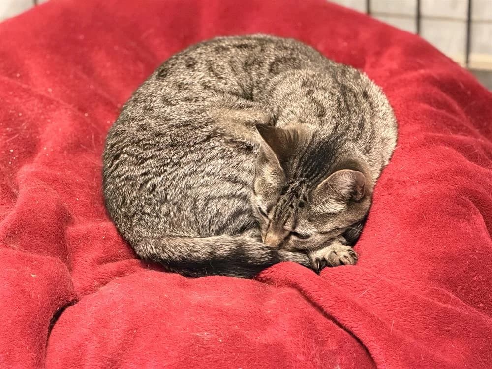MIA, female 3yo Mixed Breed for adoption at SPA Le Mans (Yvré-L'Évêque)
