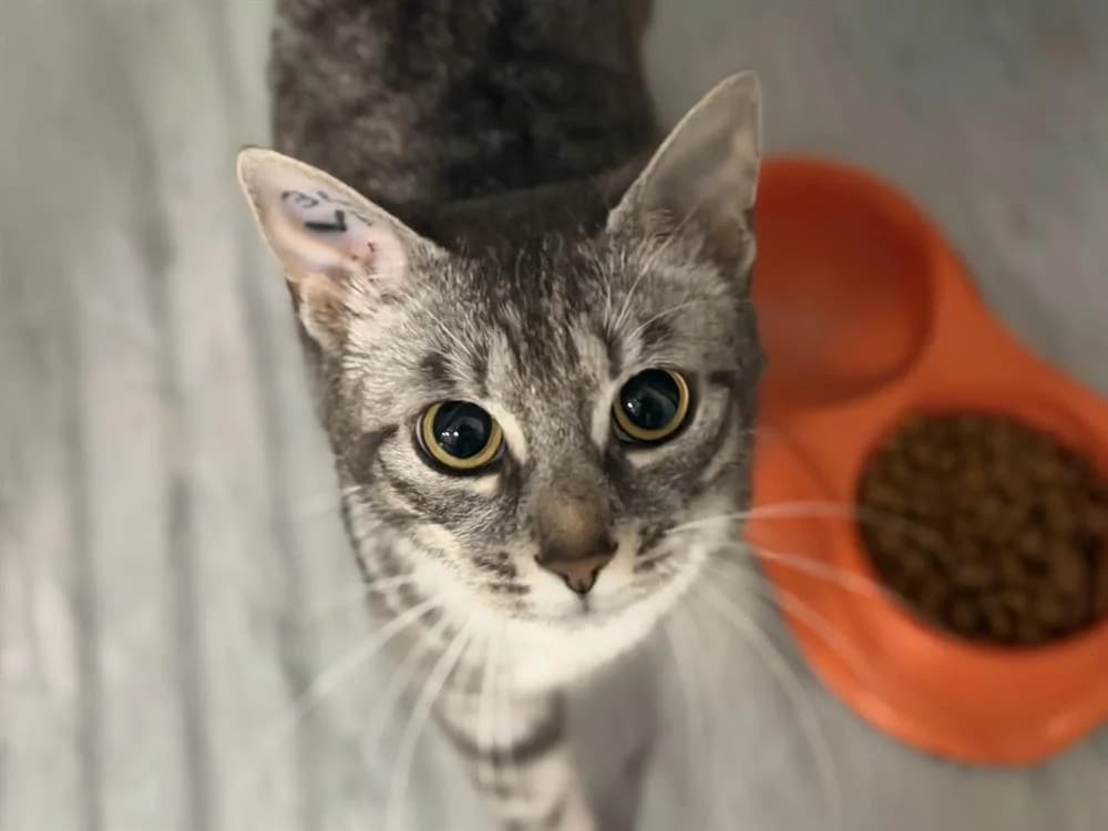 BARBARA, female young Mixed Breed for adoption at SPA Le Mans (Yvré-L'Évêque)