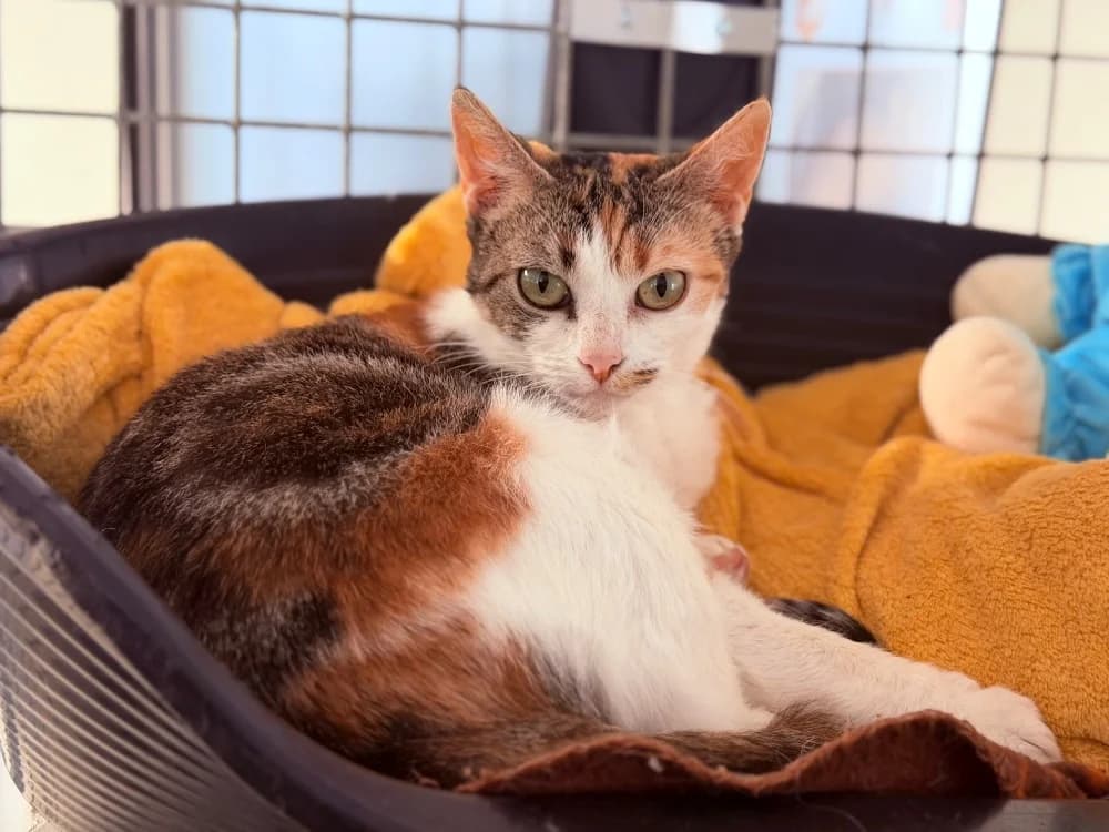 CANELLE, female 3yo Mixed Breed for adoption at SPA Le Mans (Yvré-L'Évêque)