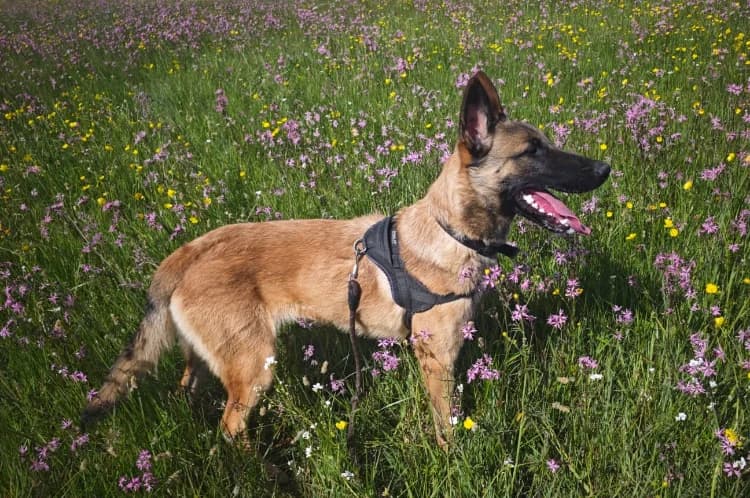 APOLLO, male Belgian Malinois for adoption at SPA Le Mans (Yvré-L'Évêque)