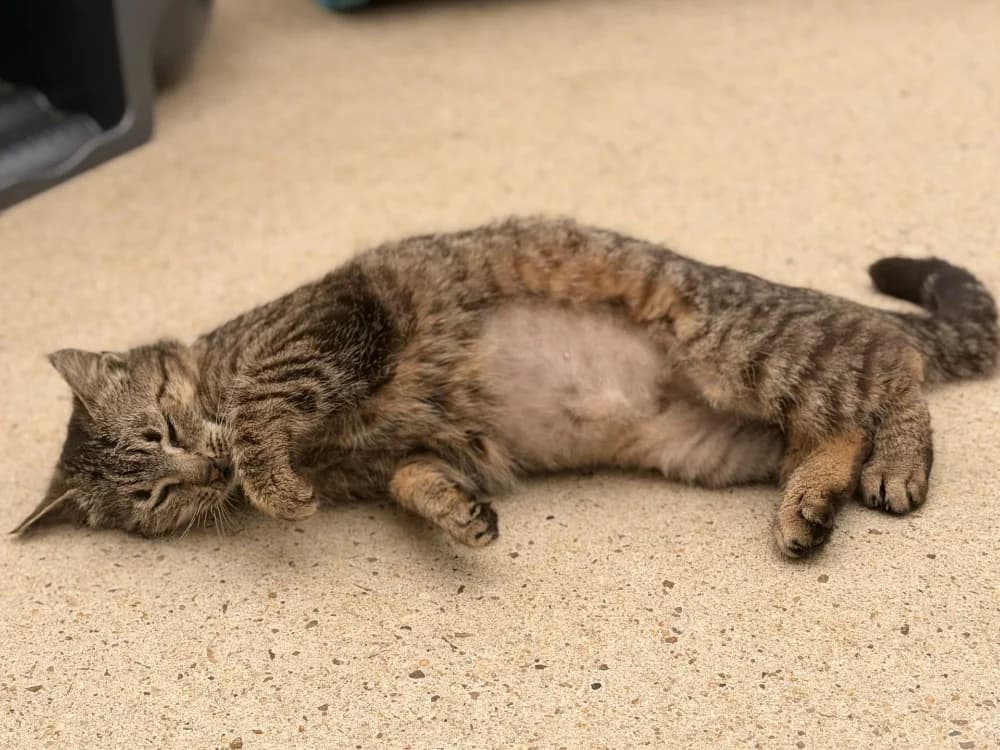 DRIING, female 4yo Mixed Breed for adoption at SPA Le Mans (Yvré-L'Évêque)
