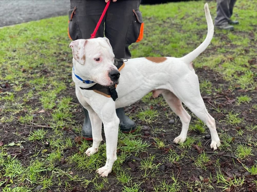 CHRISTOPHE, male young Mixed Breed for adoption at SPA Le Mans (Yvré-L'Évêque)
