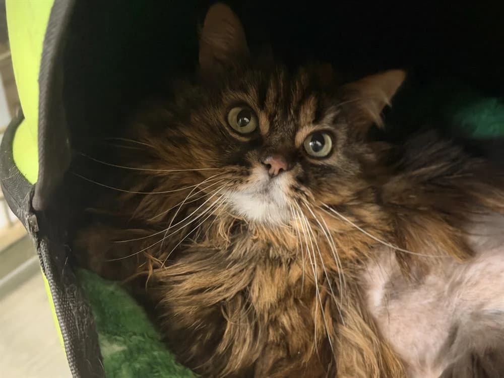 SPLASH, female 5yo Mixed Breed for adoption at SPA Le Mans (Yvré-L'Évêque)