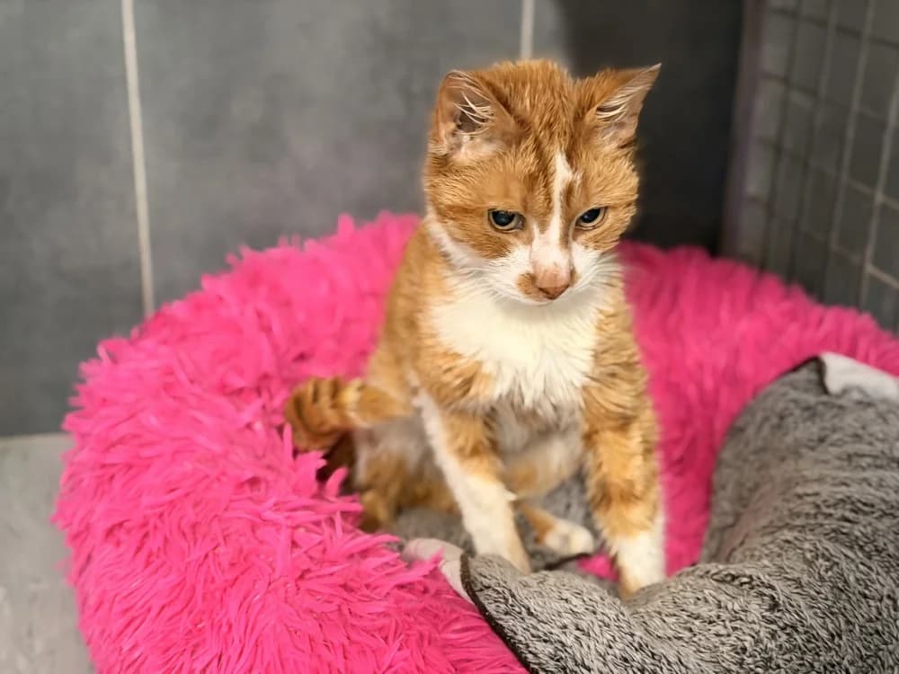 VINCENNES, male senior Mixed Breed for adoption at SPA Le Mans (Yvré-L'Évêque)