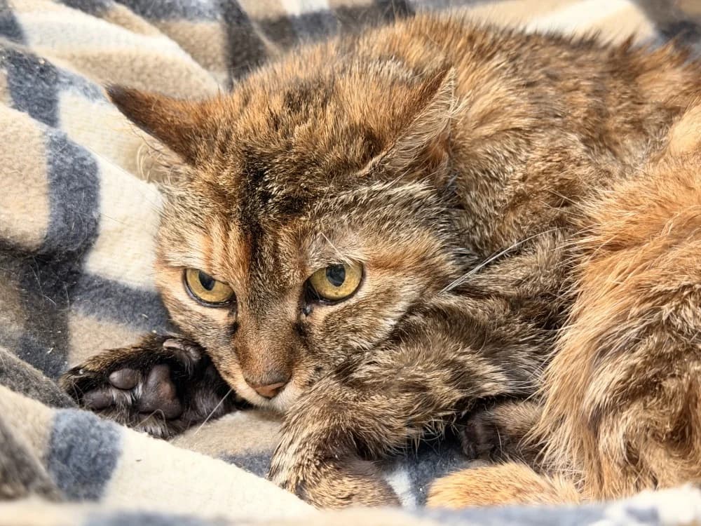 PSHITT, female senior Mixed Breed for adoption at SPA Le Mans (Yvré-L'Évêque)