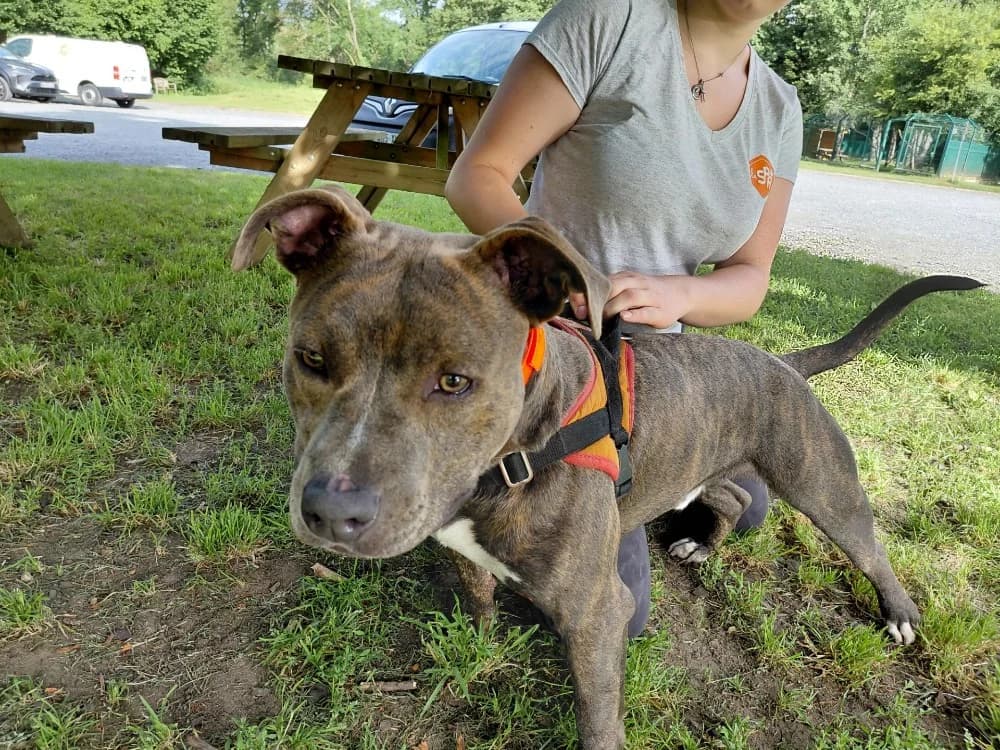 BOLIVAR, male young Mixed Breed for adoption at SPA Le Mans (Yvré-L'Évêque)