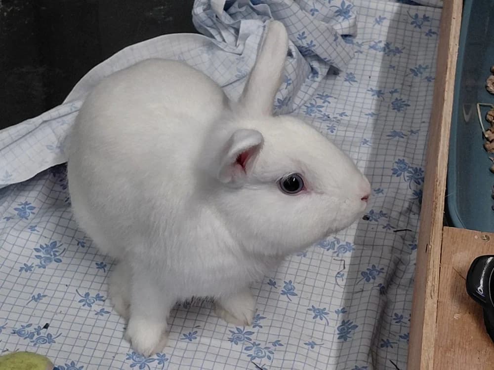 AUTEUIL, male Mixed Breed for adoption at SPA Le Mans (Yvré-L'Évêque)