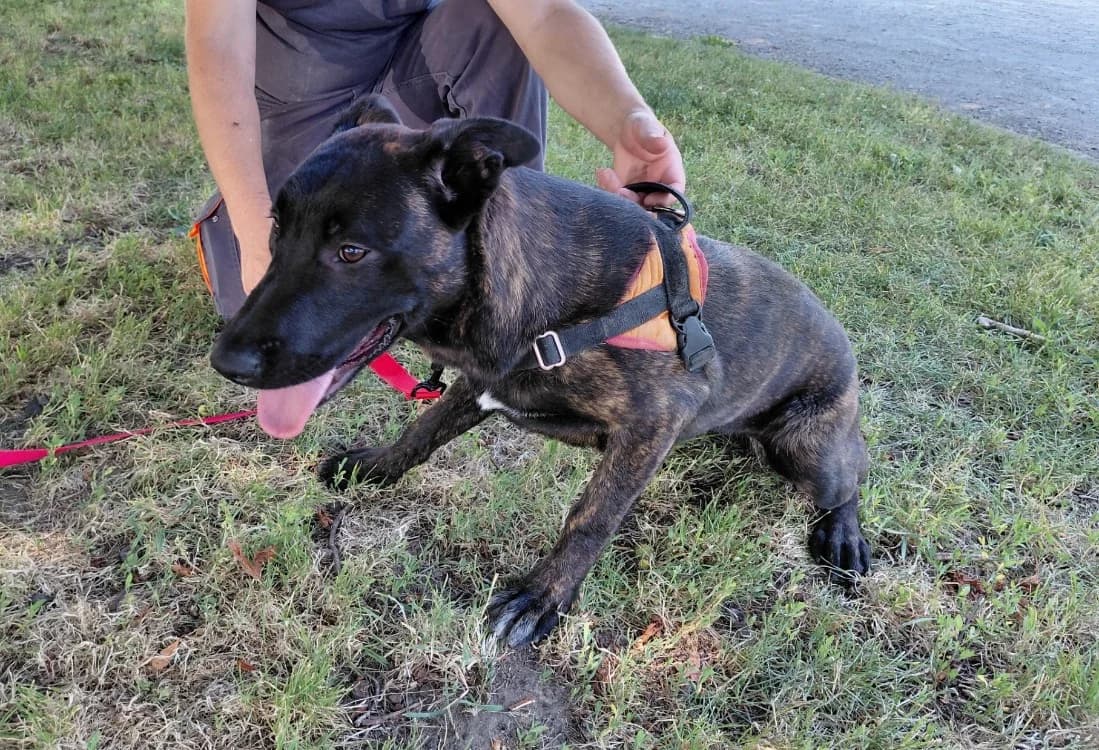 DAUPHINE, female Mixed Breed for adoption at SPA Le Mans (Yvré-L'Évêque)