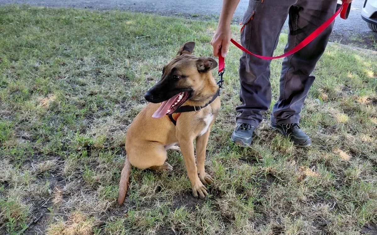 MADELEINE, female mixed breed for adoption at SPA Le Mans (Yvré-L'Évêque)